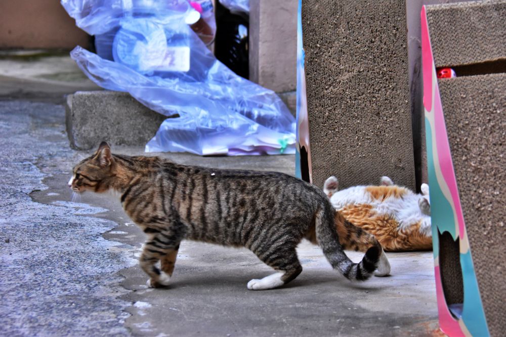서감마을에서 본 고양이
