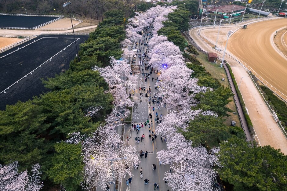 3. 렛츠런파크 서울 벚꽃축제 '벚꽃야경' (Let's Run Park Seoul Cherry Blossom Festival 'Cherry Blossom Night View')2