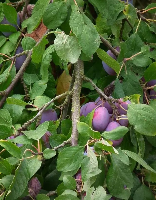 푸룬의 효능 효과, 부작용, 임산부 섭취가능여부, 주의사항 등에 대해