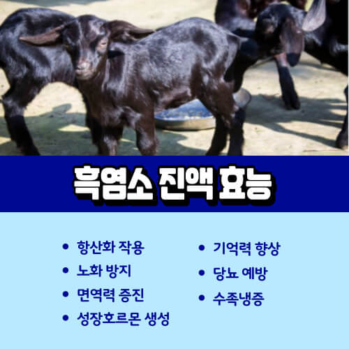 흑염소_진액_효능