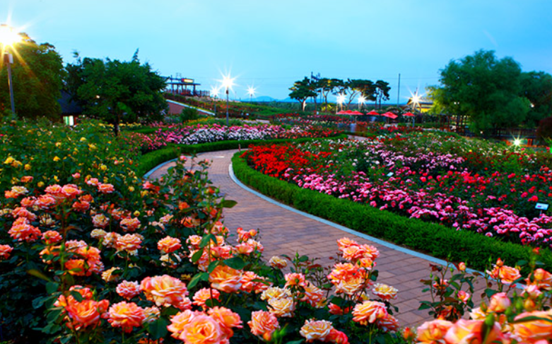 곡성장미축제 기간