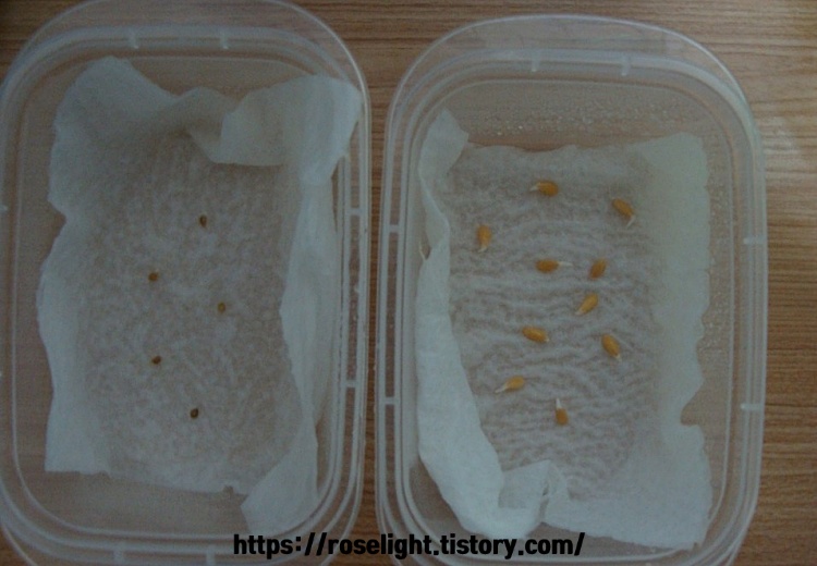 하루 지난 방울토마토- 참외 씨앗