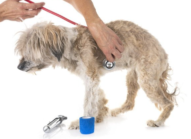 수의사와 티베탄테리어.