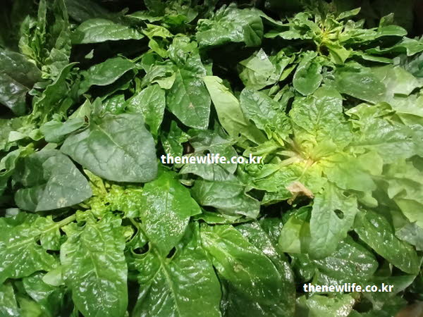 시금치 효능의 영양 성분이 담긴 실사진