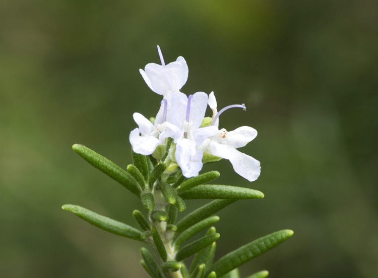 다양한 로즈마리 종류