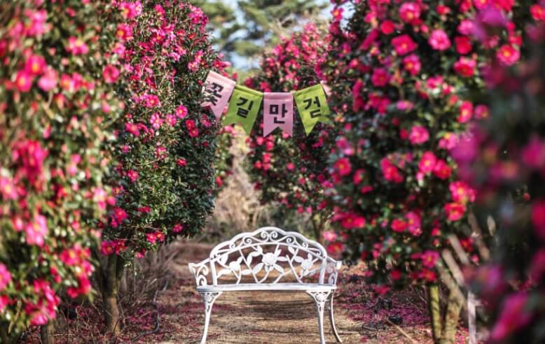 마노르 블랑 동백꽃