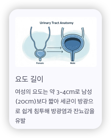 여성-잔뇨감-원인-요도-길이