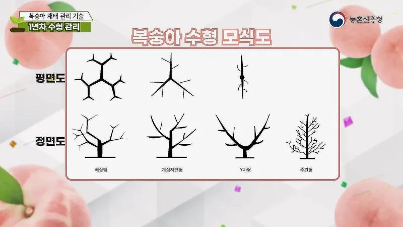 복숭아 재배 꽃 솎기 잎 따기 갈반병 방제_3