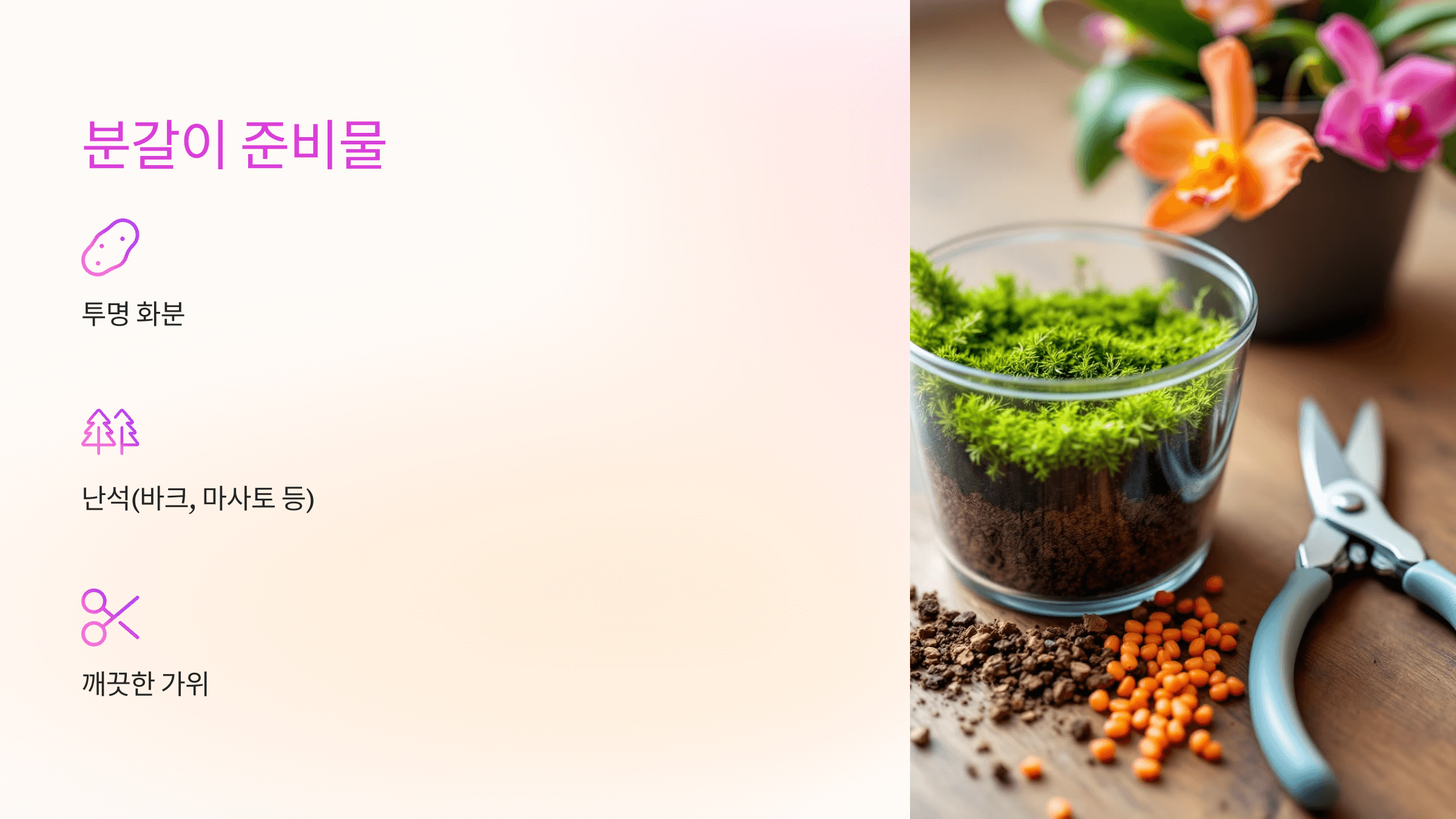 호접란 사진입니다.