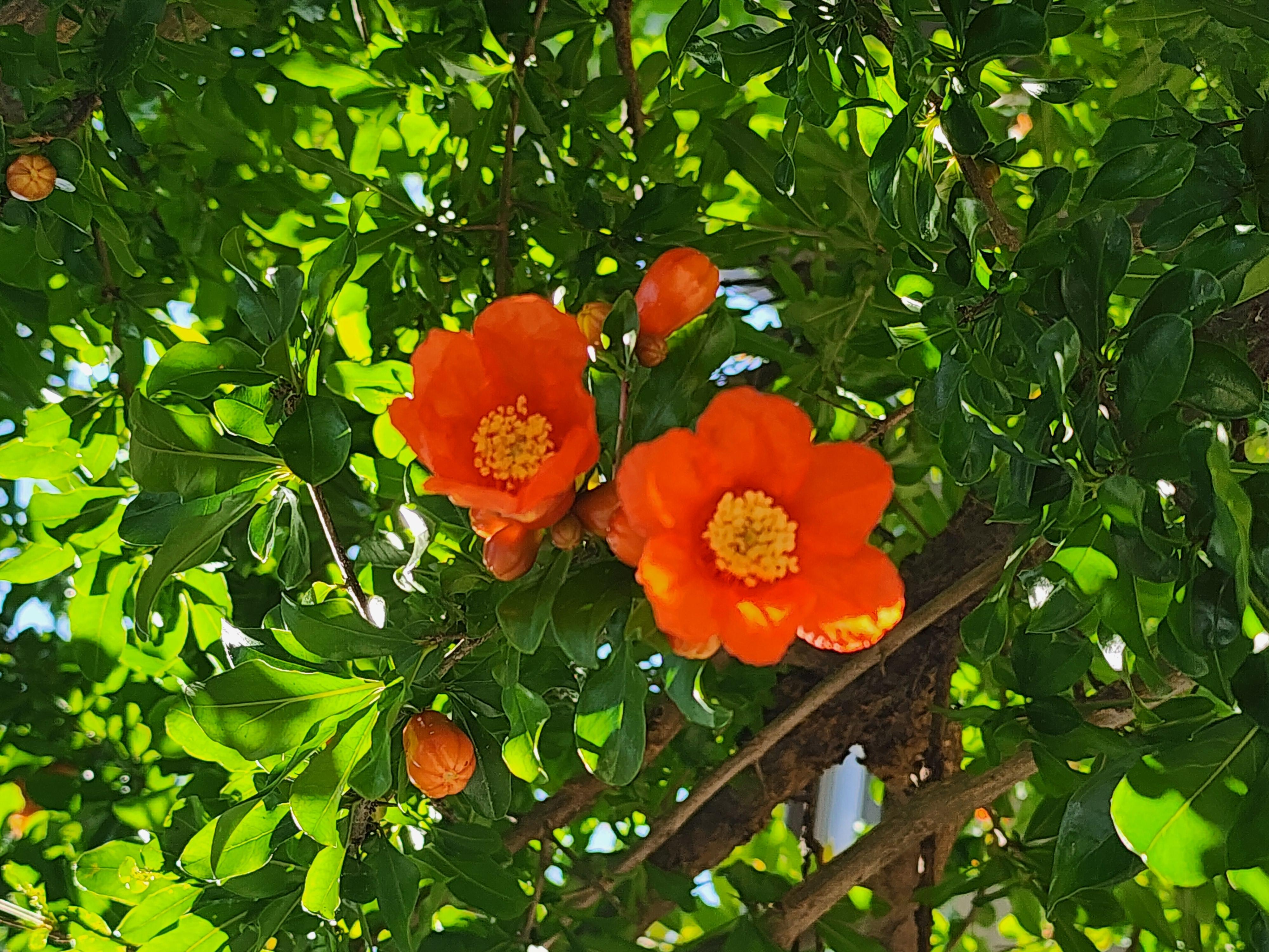 저희 집 마당에 올해 핀 석류 꽃이에요. 꽃이 예뻐서 열매가 안 달려도 행복할 것 같아요^^