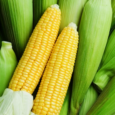 초당옥수수란? 유명 산지(의령, 밀양 등)