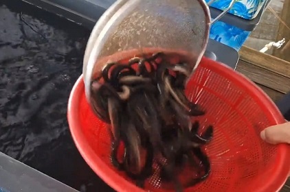 토종미꾸리