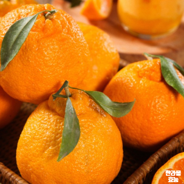 한라봉 효능│한라봉 효능 알고 드세요!