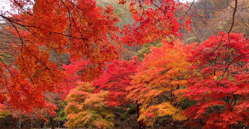 [단풍명소] 가을 여행지 베스트 50 - 서울, 경기도, 충남, 충북, 경북, 경남, 전남, 전북, 강원도, 제주