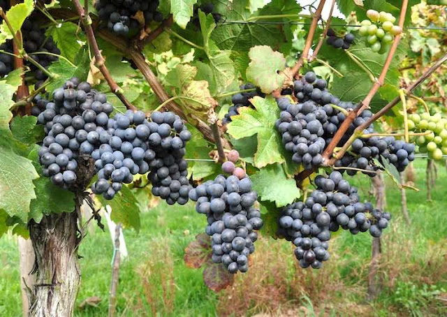 피노타주 포도와 잎의 모양