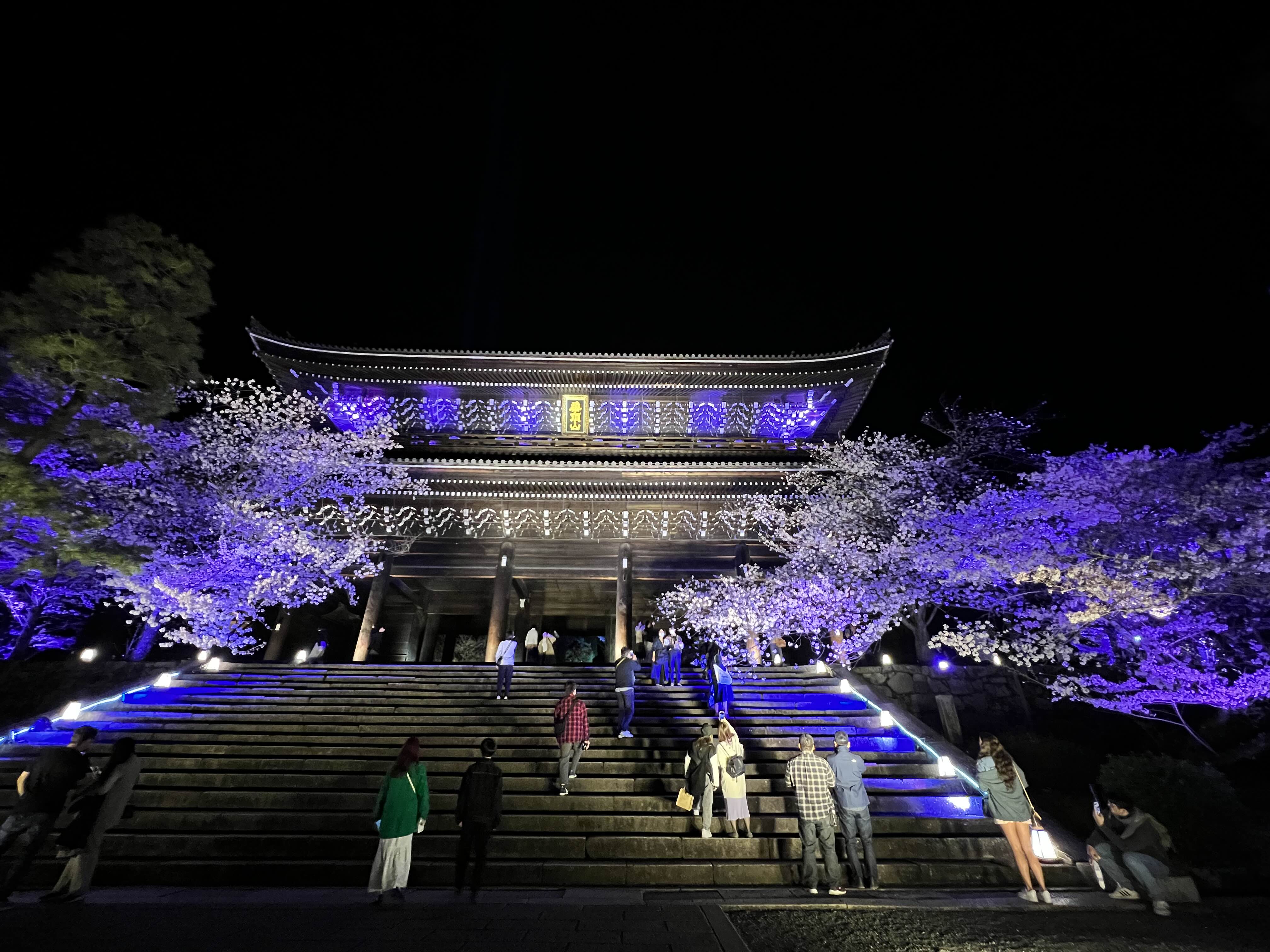 지온인 야간 벚꽃 라이트업 2023년 4월