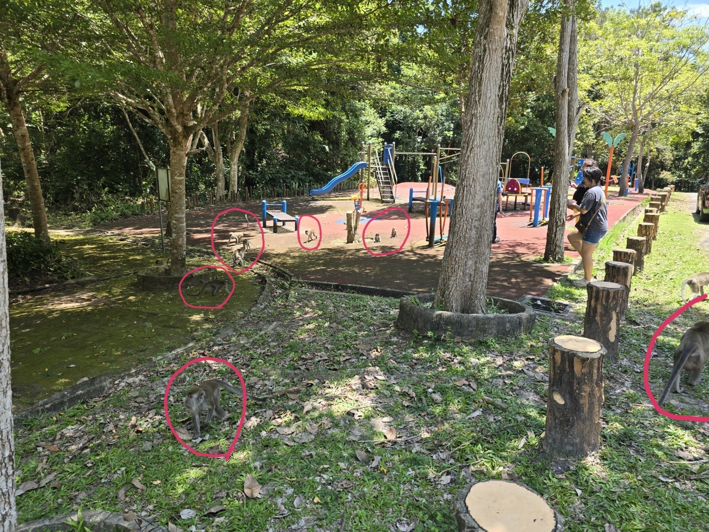 원숭이 공원 원숭이들 모습