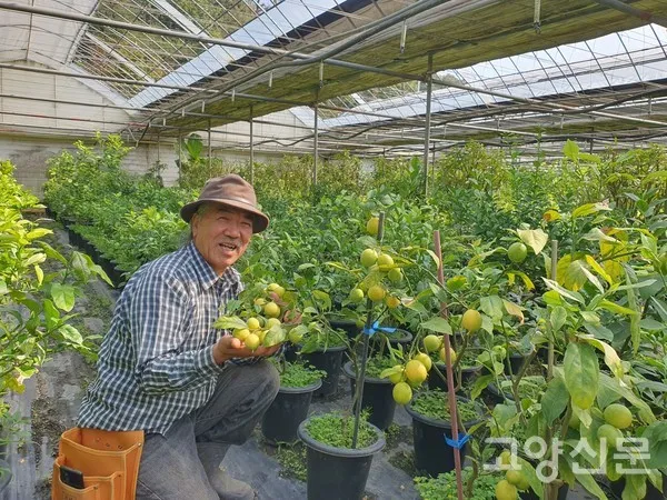 레몬 재배 화분 재배 실내 월동 가지 치기_4
