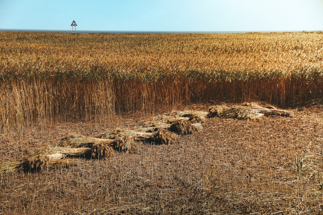 Harvesting