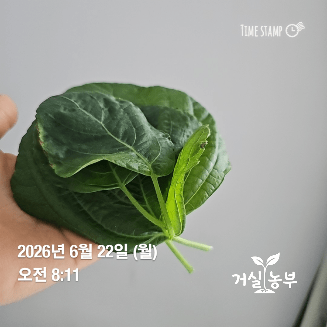 수경재배 깻잎 첫 수확 1호 4장과 2호 2장 총 6장