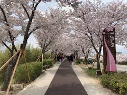 새롭게 봄 신나게 봄 낙동강 정원 벚꽃 축제 기본일정과 프로그램 소개 삼락 벚꽃 축제