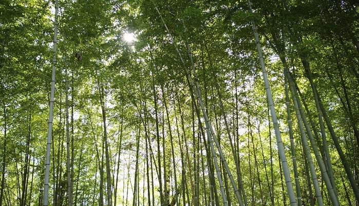 계절의 변화를 세분화한 24 절기 중 '입하' 이해하기