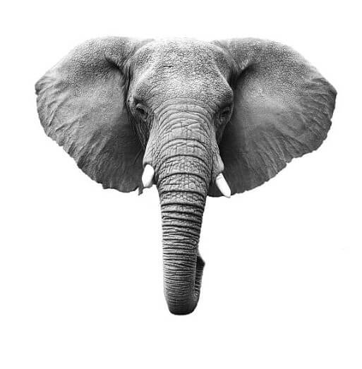 코끼리가졸졸따라오는꿈