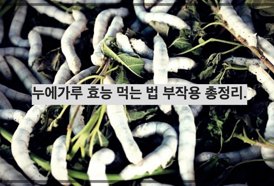 누에가루 효능 먹는 법 부작용 총정리.