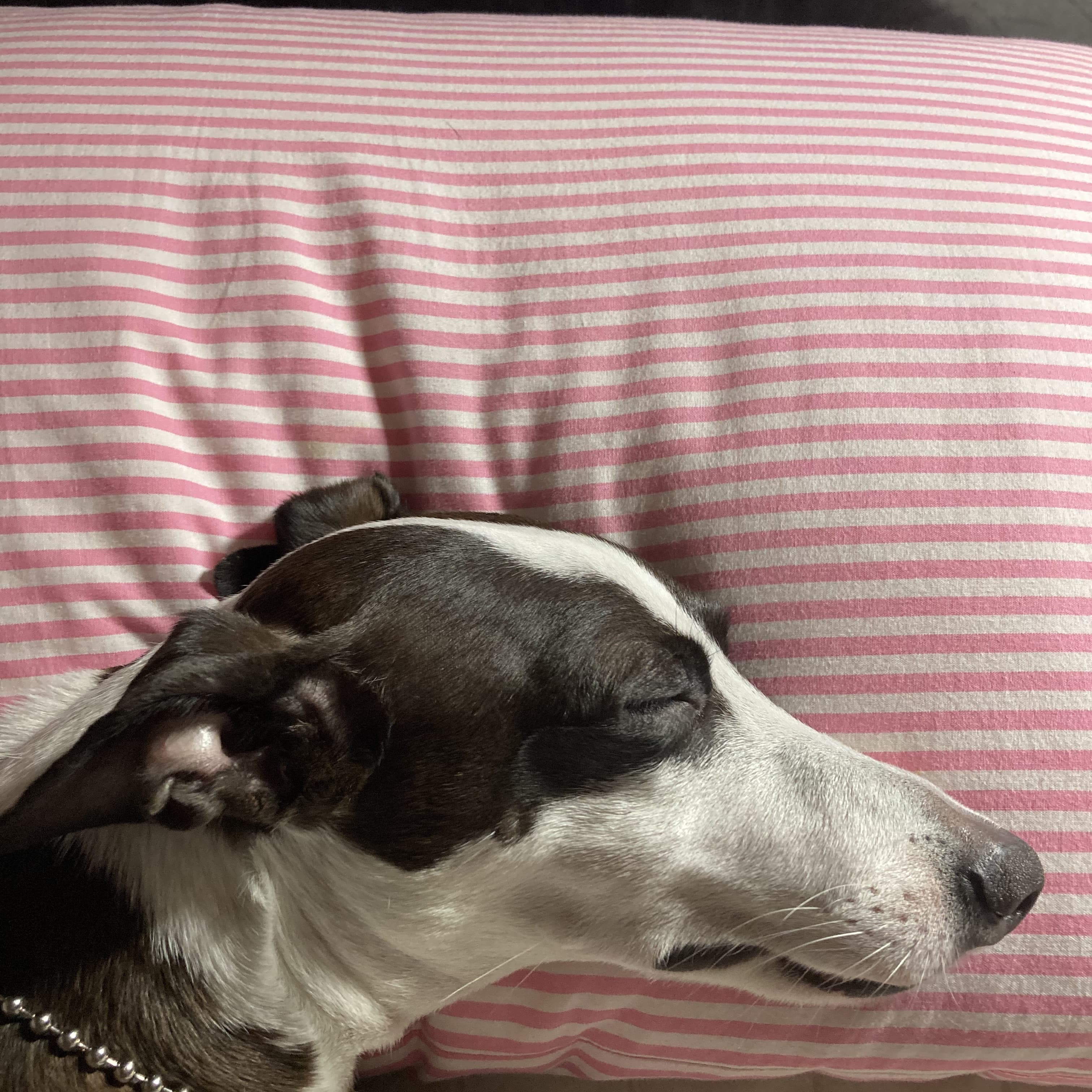 강아지의 식욕 변화: 건강 신호로 보는 섭식 행동