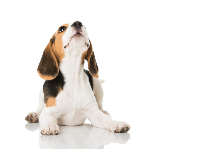 강아지 췌장염 증상, 원인 및 치료, 췌장염에 좋은 음식, 사료 알아보기