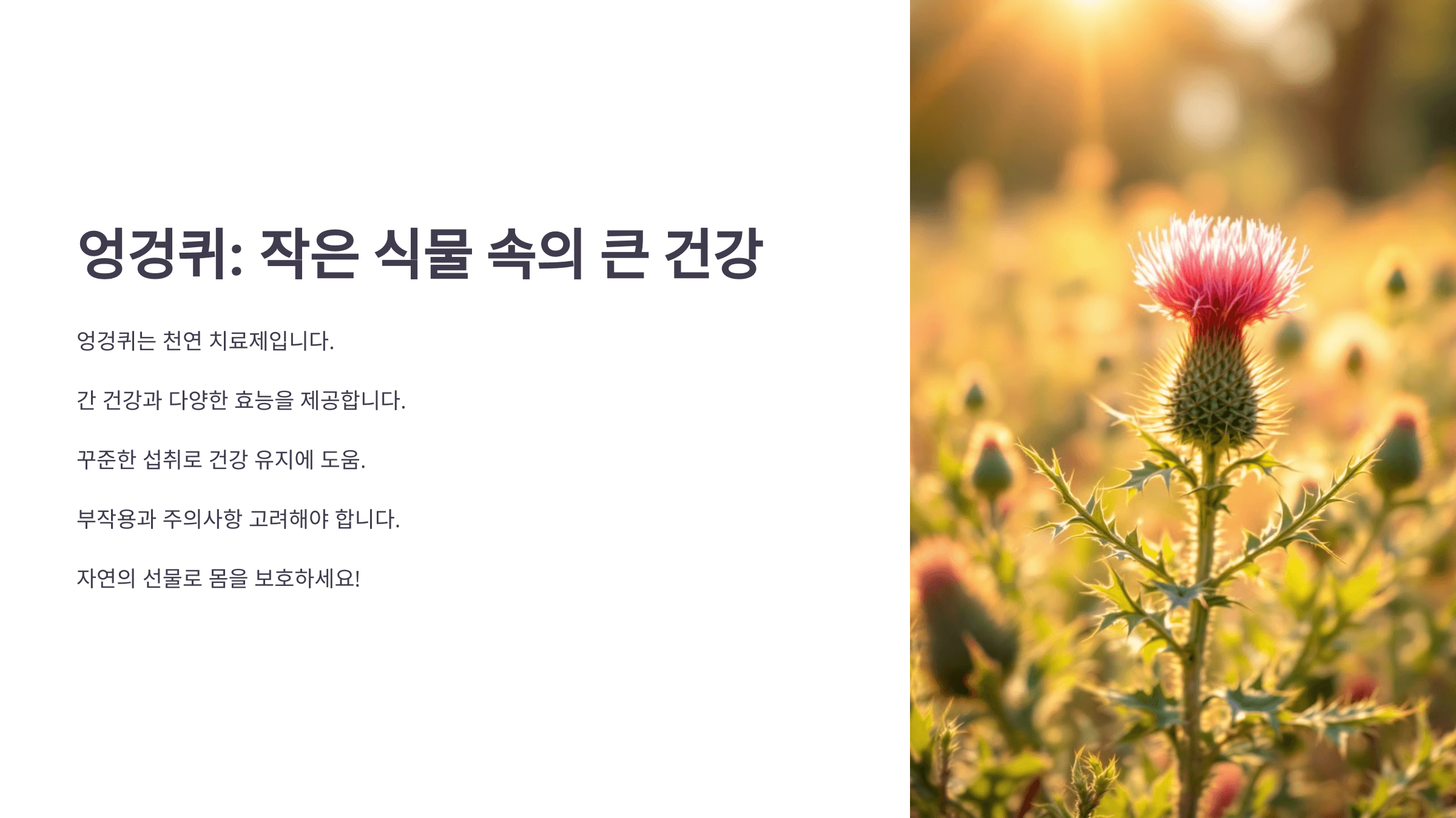 엉겅퀴와 관련된 사진입니다.