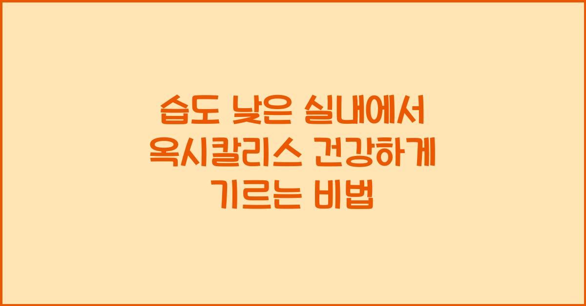 습도 낮은 실내에서 옥시칼리스 관리비법