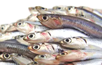 멸치 효능 및 영양성분&amp;#44; 멸치 가격