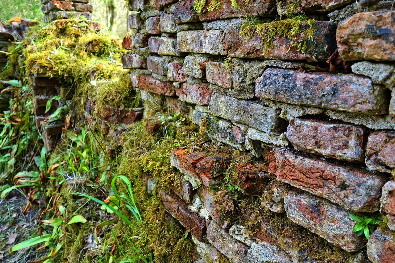 공기정화 식물(Air Purifying Plants) 이끼(Moss)