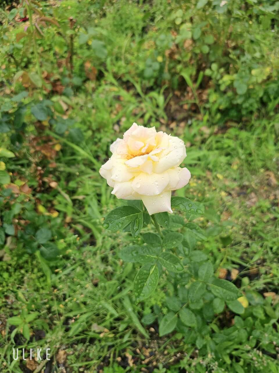 청년 장애인 창업지원 제도 벤치마킹