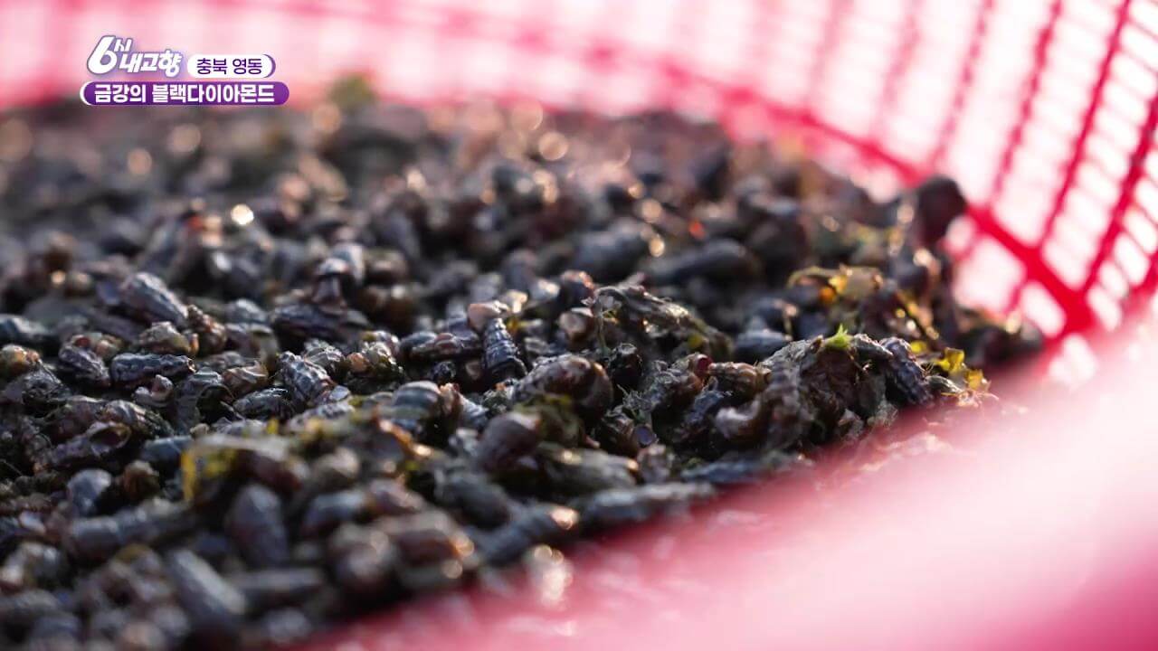 6시내고향 영동 다슬기