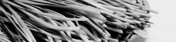 부추 수확기: 파종 후 약 70~90일