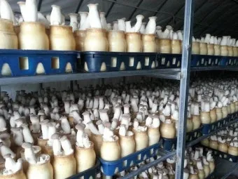 새송이버섯 재배 톱밥 배지 균사 배양 수확 요령_9