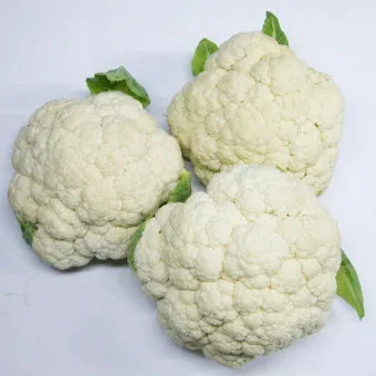 컬리플라워 재배 정식 후 관수 방풍 대책 영양 관리_5