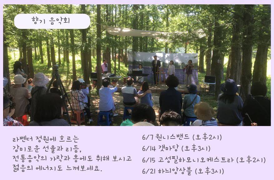 고성 하늬팜 라벤더 축제