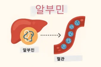 알부민의 효능_8