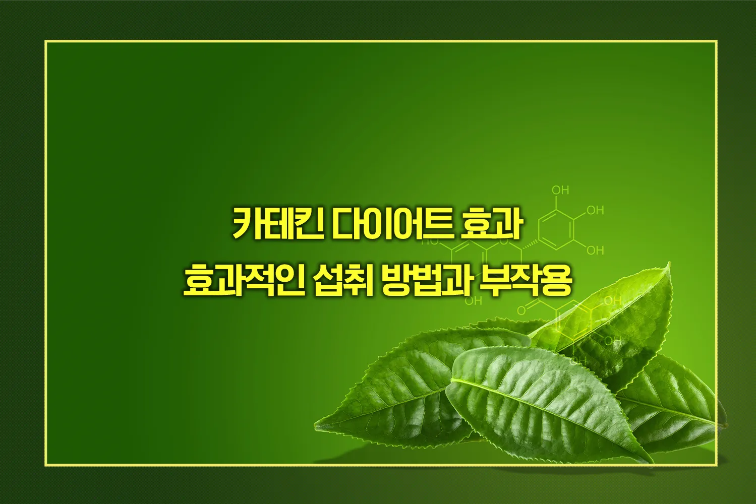 카테킨 다이어트 효과