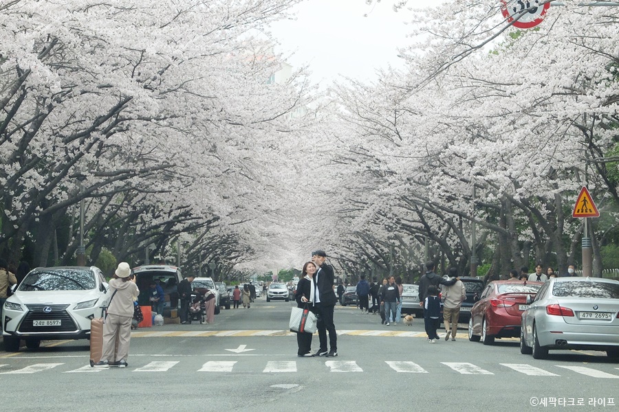 부산벚꽃사진