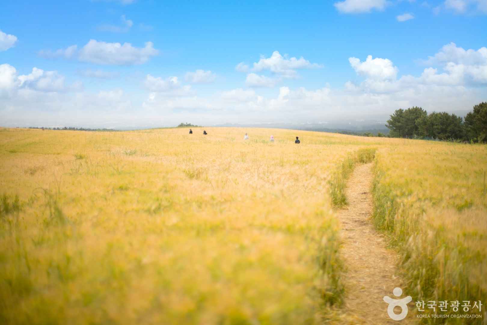 제주 오라동메밀밭