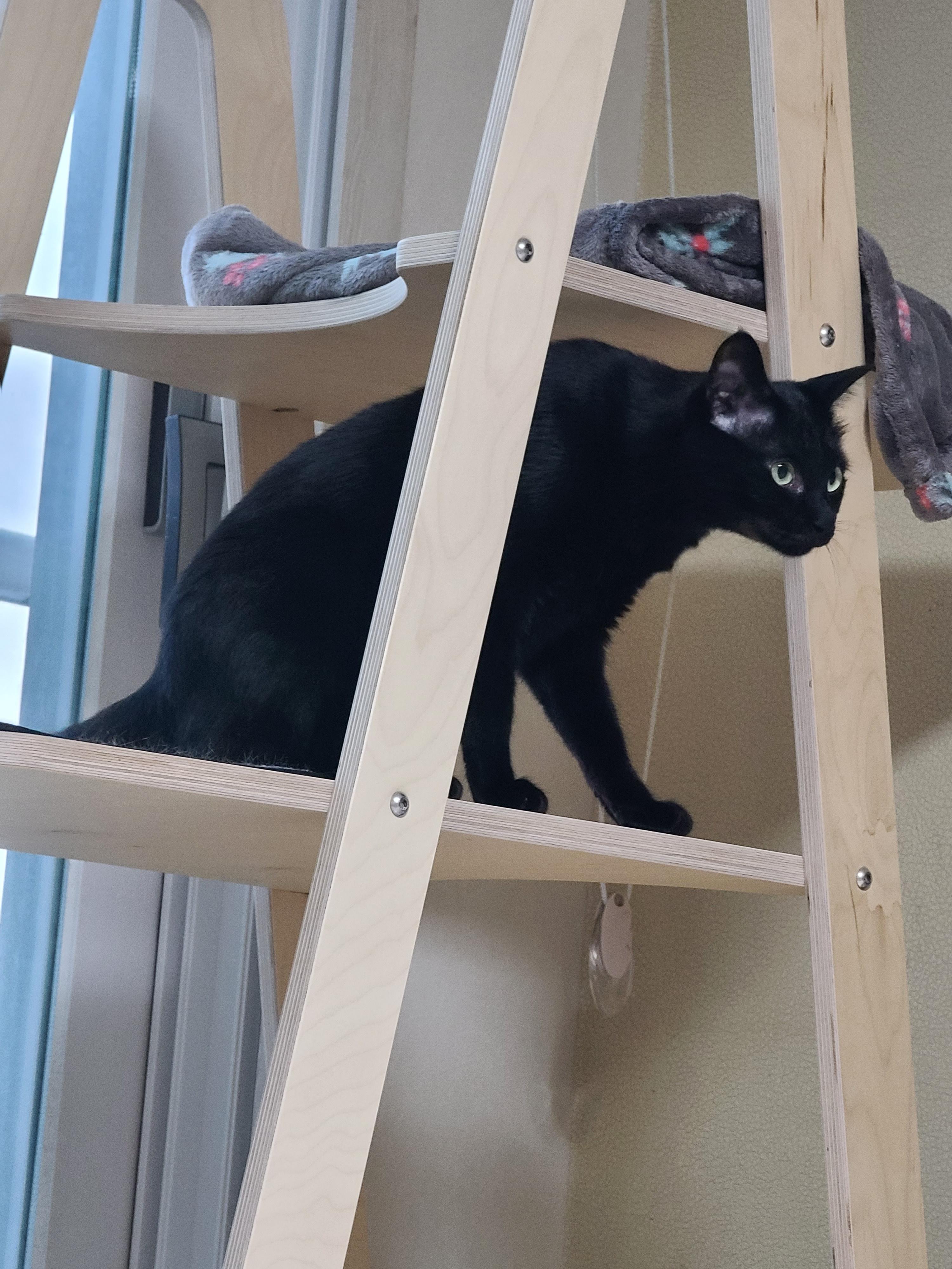 넥카라 혼자 벗어던지고 갖고노는 고양이 건이. (귀여운 영상 많음 주의)