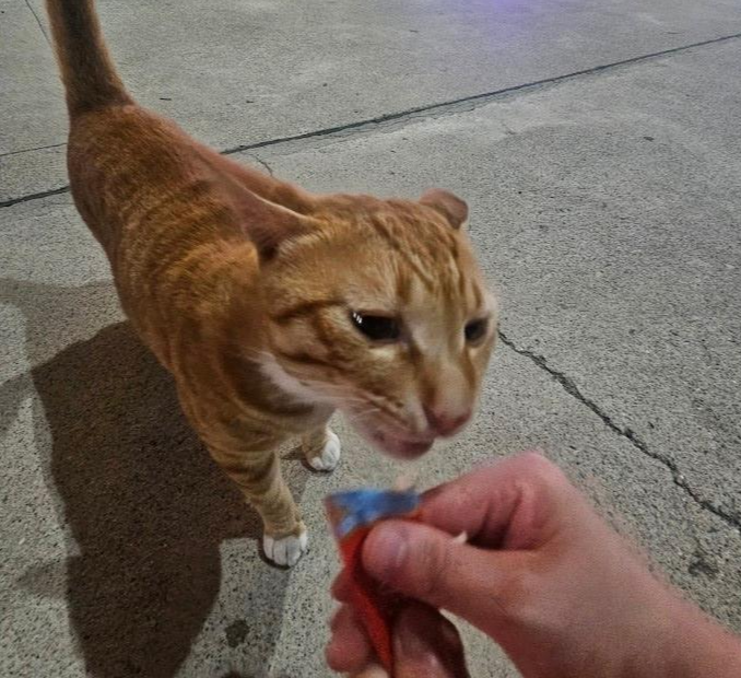 귀여운 고양이 사진
