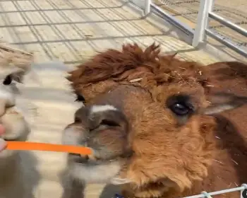 피나클랜드 튤립 수선화 축제_10