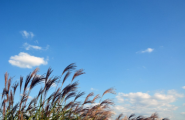 경기도 가을축제