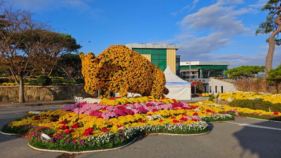 2025 월출산 국화축제 관련 사진
