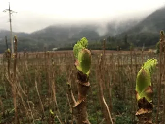 두릅 재배 순 수확 시기 가지치기 겨울 보온_10